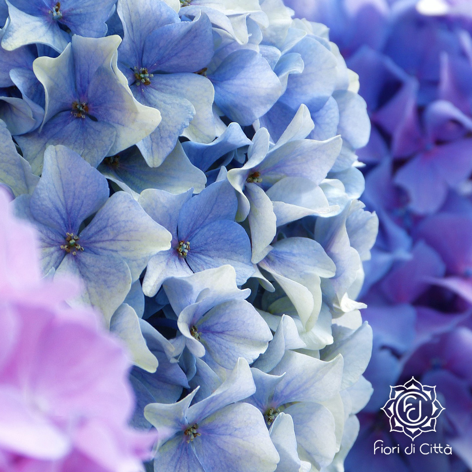 13 Maggio Messa di quartiere della Malpensata